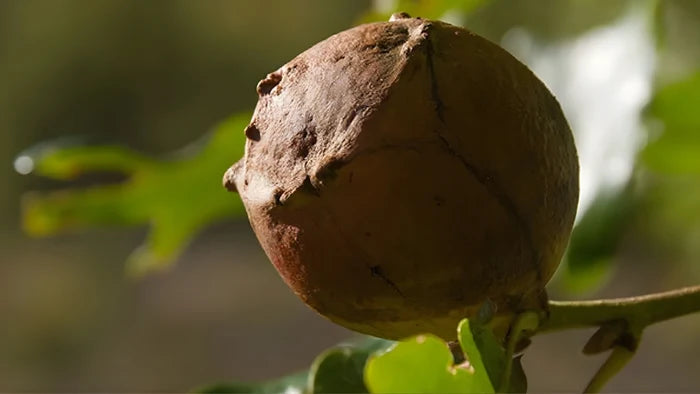 Fruto de agalla